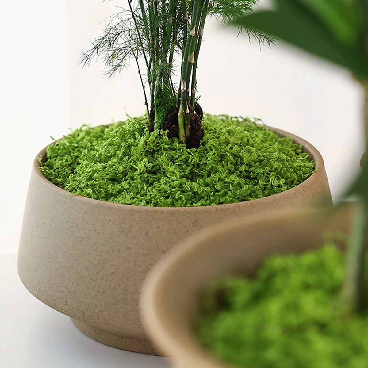약 20g 인공 녹색 식물 폴리에스테르 이끼 잔디 홈  - Smart Garden In Home 리뷰 및 가격